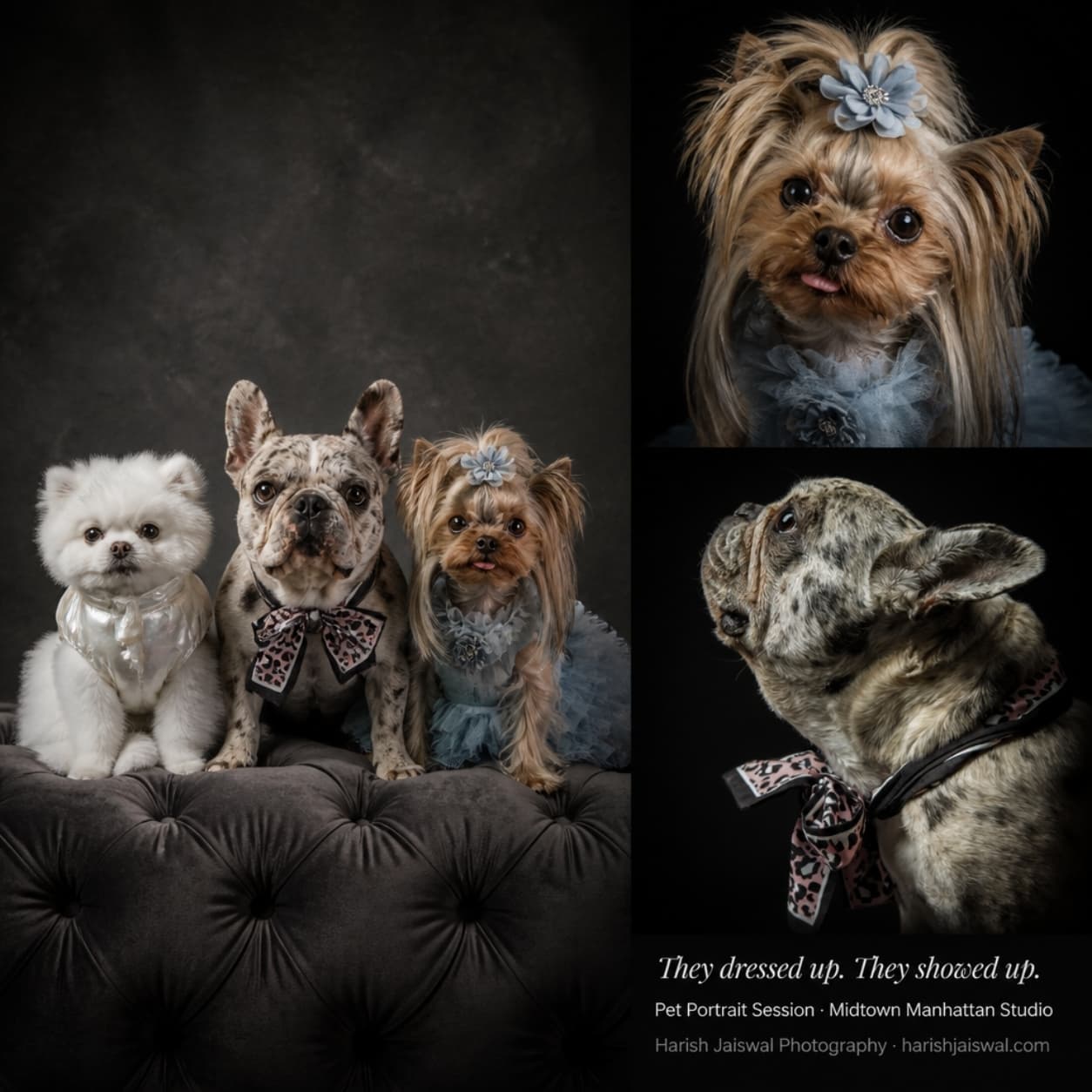 Pet Portraits