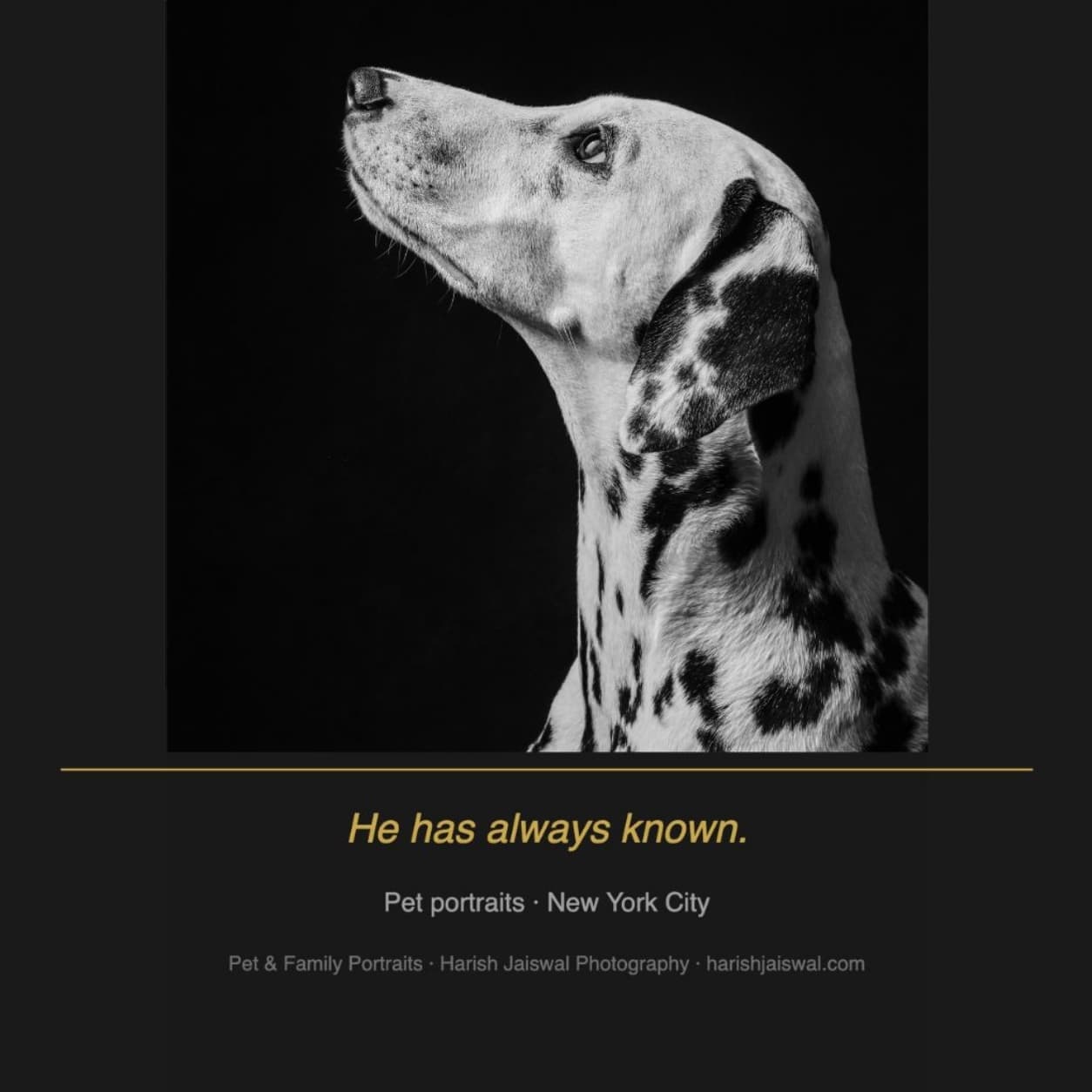 Dalmatian Pet Family
