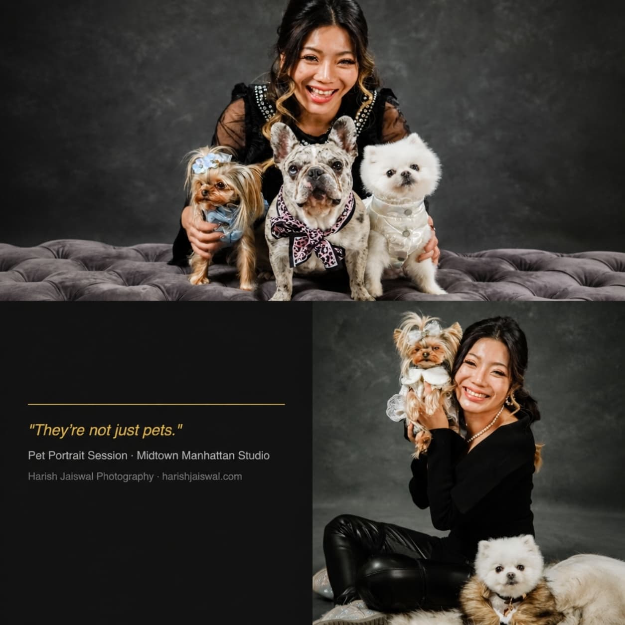 Pet Portraits